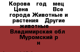 Корова 1 год 4 мец › Цена ­ 27 000 - Все города Животные и растения » Другие животные   . Владимирская обл.,Муромский р-н